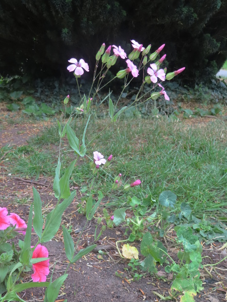 cowherb / Vaccaria hispanica: _Vaccaria hispanica_ is a Continental European herb, often grown as a garden-plant.