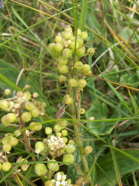 common scurvy-grass / Cochlearia officinalis: _Cochlearia officinalis_ is primarily a maritime species, but also occurs along salt-treated roads.