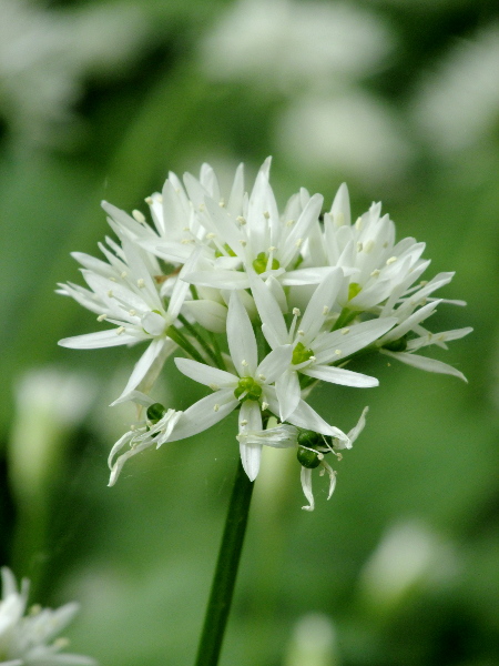 ramsons / Allium ursinum: _Allium ursinum_ produces umbels of pure white flowers, with the stamens shorter than the tepals.