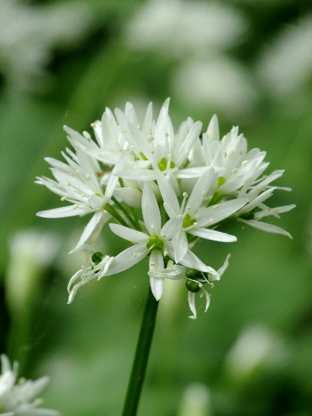 ramsons / Allium ursinum