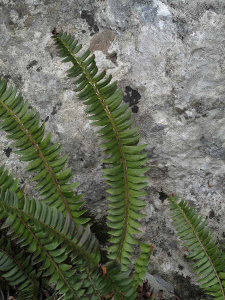 holly fern / Polystichum lonchitis