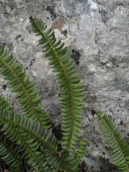 holly fern / Polystichum lonchitis: _Polystichum lonchitis_ grows in the mountains of western Ireland, North Wales, north-western England and Scotland; the shape of its leaflets is responsible for its common name of ‘holly fern’.