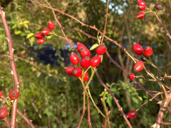 dog rose / Rosa canina: The sepals detach before the fruit is ripe; the fruit is narrow and up to an inch (2.5 cm) long.