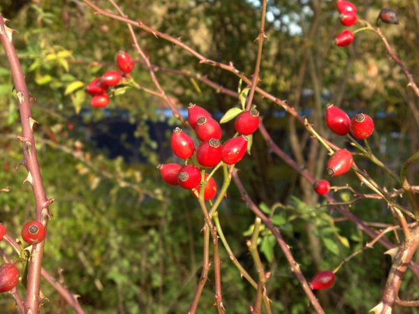 dog rose / Rosa canina: The sepals detach before the fruit is ripe; the fruit is narrow and up to an inch (2.5 cm) long.