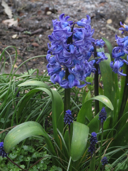 hyacinth / Hyacinthus orientalis: _Hyacinthus orientalis_ is a popular garden plant available in a wide range of colours.