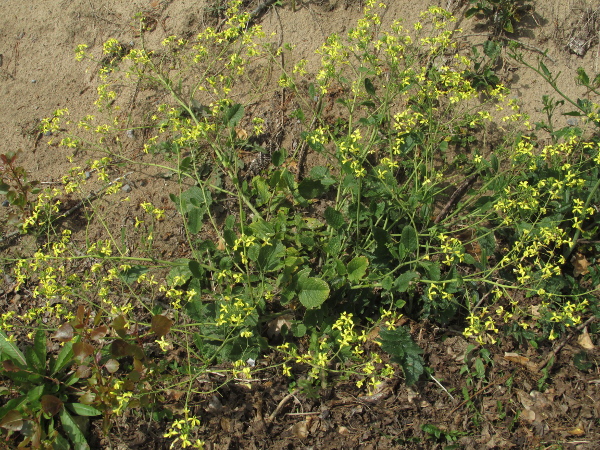 sea radish / Raphanus raphanistrum subsp. maritimus