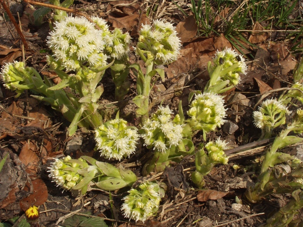 white butterbur / Petasites albus: _Petasites albus_ flowers before its leaves appear; the flowers are white.