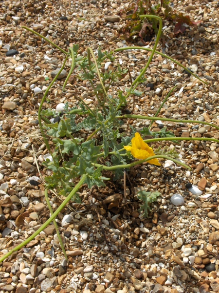 yellow horned poppy / Glaucium flavum: _Glaucium flavum_ is a characteristic species of vegetated coastal shingle in England, Wales, southern and eastern Ireland, and southern parts of Scotland; it and _Papaver cambricum_ are our only native poppies.