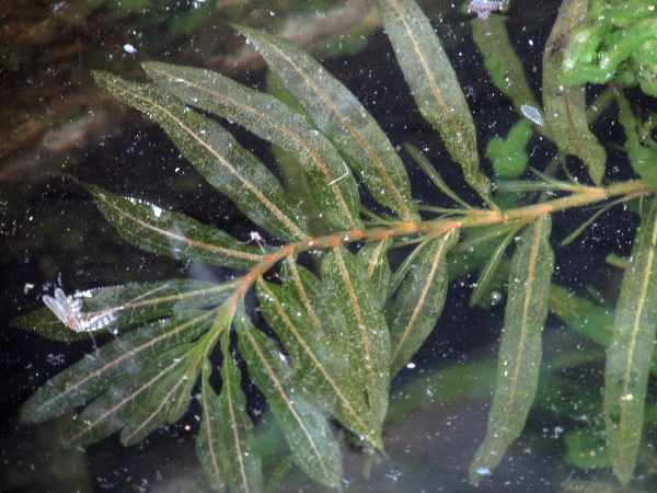 long-stalked pondweed / Potamogeton praelongus: _Potamogeton praelongus_ has only submerged leaves that clasp the stem, and with long, persistent stipules.