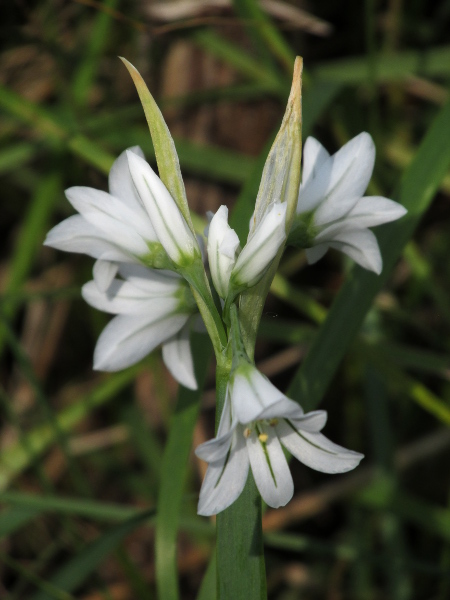 three-cornered garlic / Allium triquetrum: _Allium triquetrum_ has strongly triangular stems, and umbels of pendent white flowers with a green stripe along the centre of each tepal.