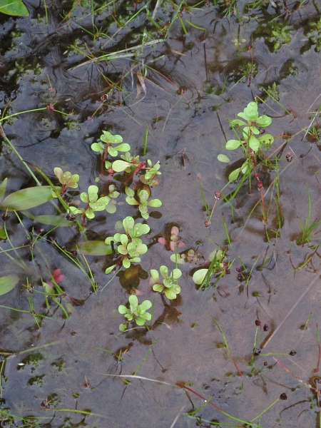 water purslane / Lythrum portula: _Lythrum portula_ grows in vernal pools on acidic soils, especially in the south and west.