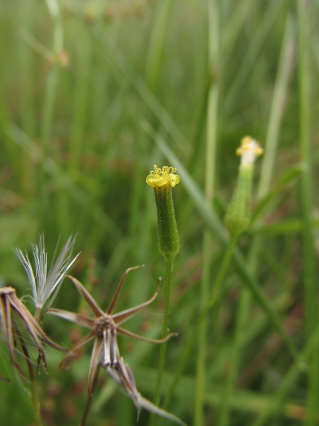 heath groundsel / Senecio sylvaticus