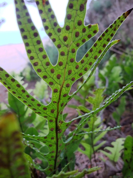 kangaroo fern / Phymatosorus diversifolius: The sori of _Phymatosorus diversifolius_ are sunk into the lower leaf surface, forming protruding bumps on the leaf’s upper surface.