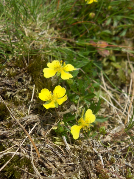 tormentil / Potentilla erecta: _Potentilla erecta_ is widespread and common, especially on acidic heaths and bogs; its yellow, 4-parted flowers separate it from our other _Potentilla_ species, except _Potentilla anglica_ and their hybrid, _Potentilla_ × _mixta_.