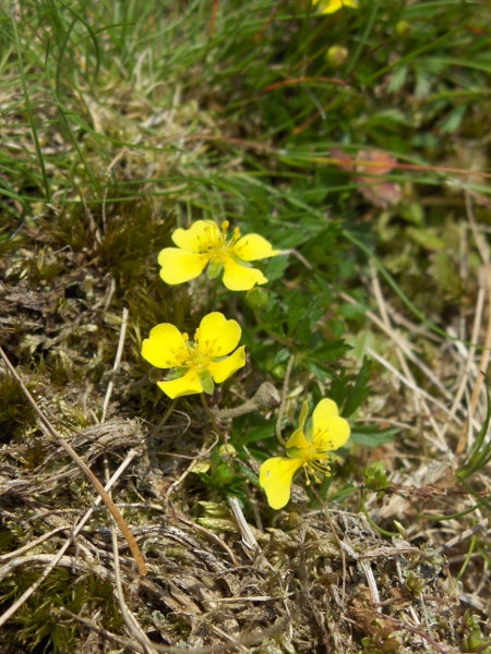 tormentil / Potentilla erecta