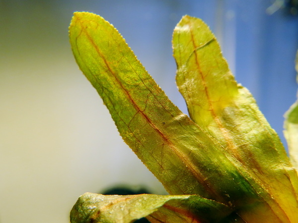 curled potamogeton / Potamogeton crispus: When its leaves lack the usual crimping, _Potamogeton crispus_ can still be recognised by the tiny serrations along the whole edge of the leaf.