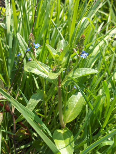 brooklime / Veronica beccabunga: _Veronica beccabunga_ is a widespread species of wet ground.