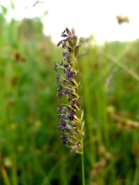 crested dog’s-tail / Cynosurus cristatus: With anthers exserted