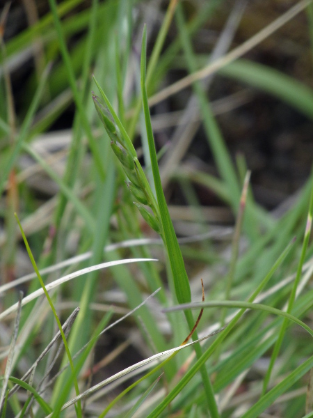 heath grass / Danthonia decumbens