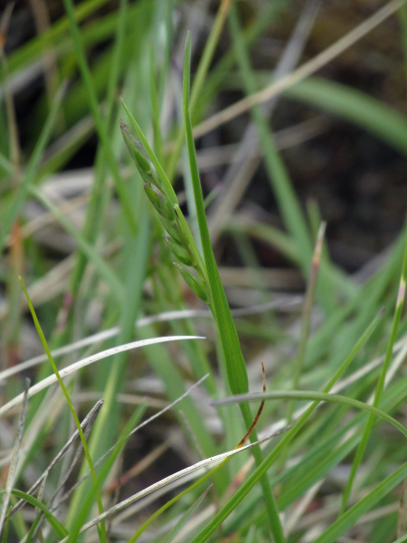 heath grass / Danthonia decumbens: _Danthonia decumbens_ is a widespread grass of neutral and acid grassland and moorland, with few, rather round spikelets on each stem.