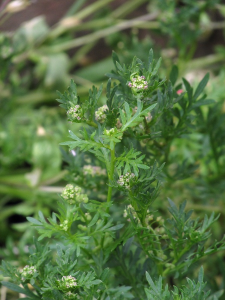 lesser swine-cress / Lepidium didymum: _Lepidium didymum_ is similar to _Lepidium coronopus_, but has shorter petals and smells strongly when bruised.