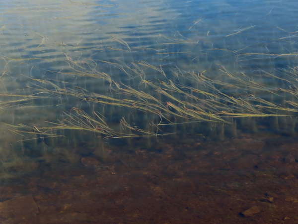 floating bur-reed / Sparganium angustifolium