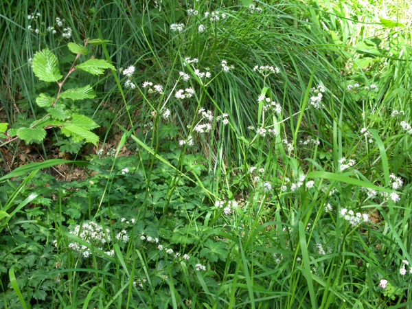 sanicle / Sanicula europaea: _Sanicula europaea_ grows in shady woodlands, especially over calcareous soils.