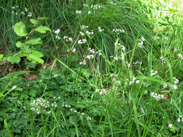 sanicle / Sanicula europaea