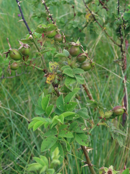 Sherard’s downy-rose / Rosa sherardii: _Rosa sherardii_ is a rose found across the British Isles, but rare in the south-eastern half of England; the prickles on its stems are slightly curved, unlike the straight prickles of _Rosa tomentosa_ or the hooked prickles of other species.