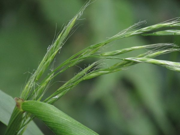 giant fescue / Schedonorus giganteus: Inflorescence