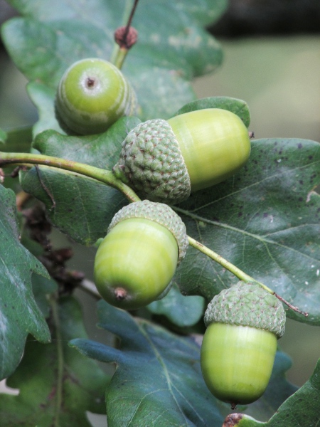 pedunculate oak / Quercus robur: The fruit of _Quercus robur_ is an acorn.