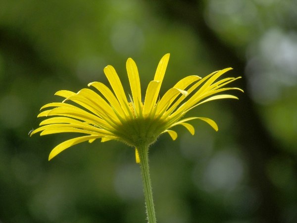 leopard’s bane / Doronicum columnae: The flower-heads of _Doronicum_ species are surrounded by 2 rows of phyllaries of equal length.