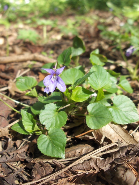 early dog-violet / Viola reichenbachiana: _Viola reichenbachiana_ is commonly found in more alkaline areas, but has a very restricted distribution in Scotland.