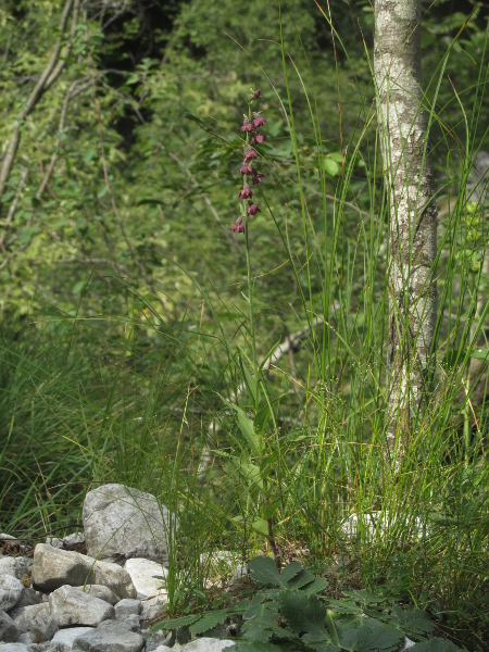 dark-red helleborine / Epipactis atrorubens: _Epipactis atrorubens_ grows on bare limestone at sites in North Wales, northern England, northern Scotland and mid-western Ireland.