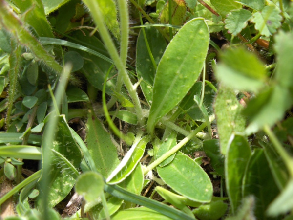 mouse-ear hawkweed / Pilosella officinarum: Basal leaves