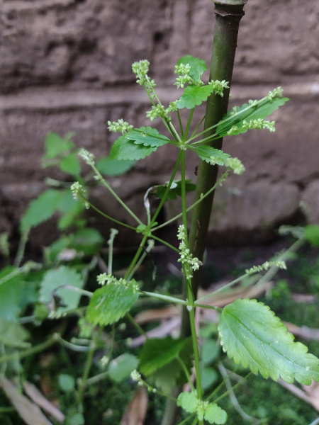 Mediterranean nettle / Urtica membranacea: _Urtica membranacea_ is a delicate nettle with few stinging hairs and stipules fused together into 2 at each node; it is native to the Mediterranean Basin, but is now widespread in central London.