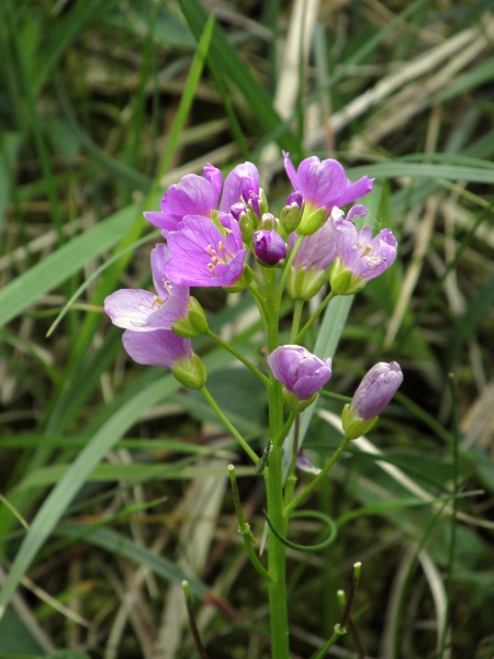 greater cuckooflower / Cardamine raphanifolia: The leaves of _Cardamine raphanifolia_ have broader leaflets than _Cardamine pratensis_, with the terminal leaflet much larger than the lateral ones.