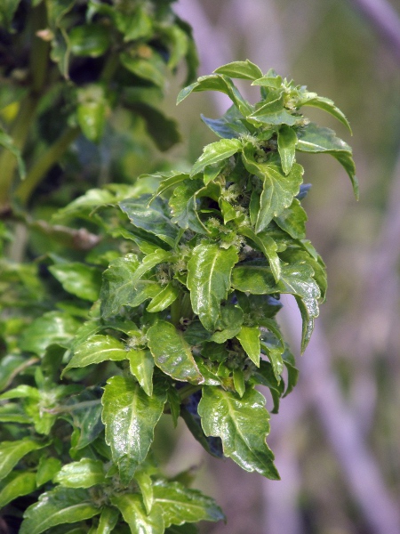 annual mercury / Mercurialis annua: Female plant in flower