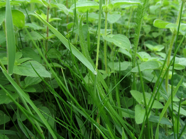 smaller cat’s-tail / Phleum bertolonii: Stem and leaf