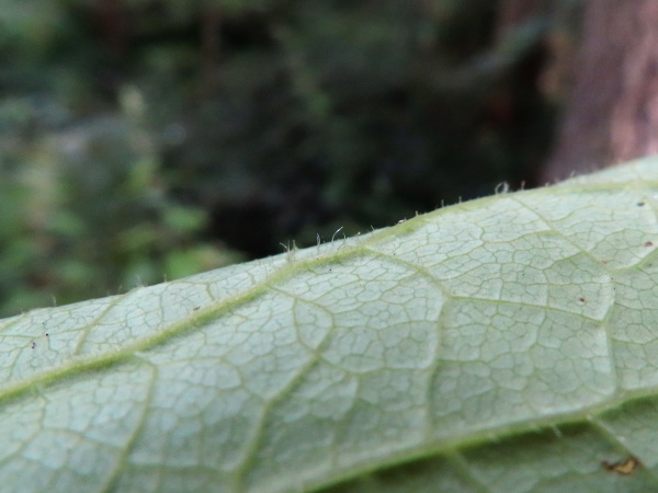 common blue sow-thistle / Cicerbita macrophylla