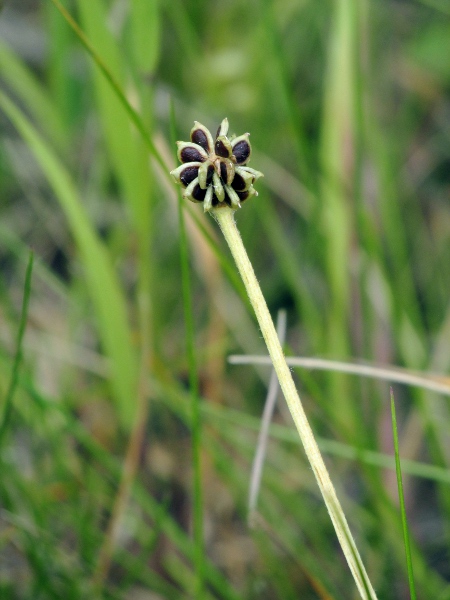 meadow buttercup / Ranunculus acris: Seed-head