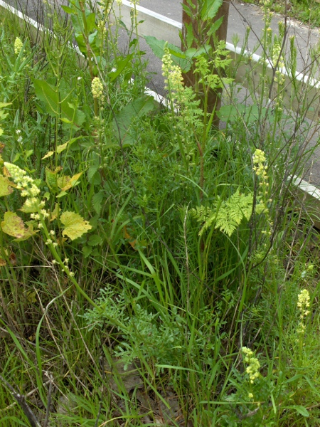 wild mignonette / Reseda lutea: The leaves of _Reseda lutea_ are divided into narrow lobes.