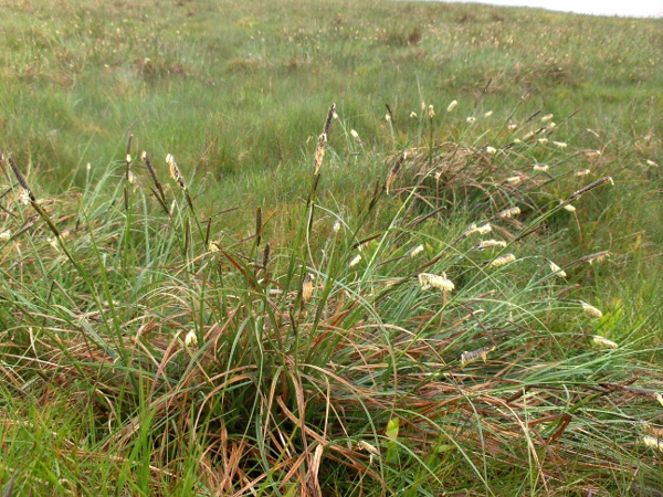 green-ribbed sedge / Carex binervis