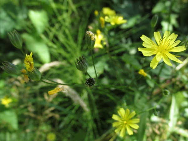 nipplewort / Lapsana communis