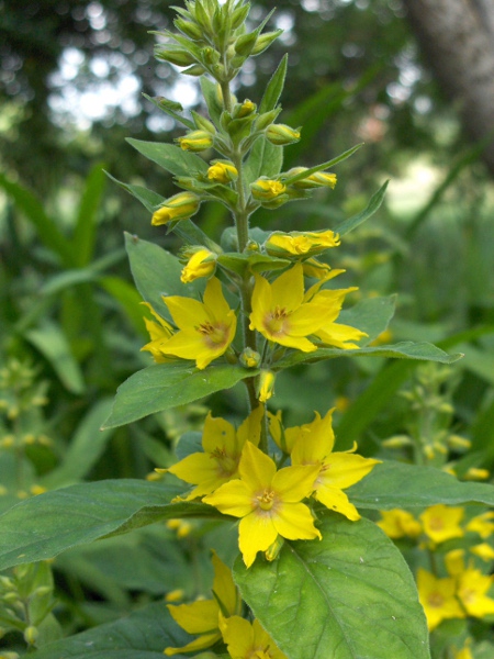 dotted loosestrife / Lysimachia punctata: _Lysimachia punctata_ resembles _Lysimachia ciliata_, but glandular-hairy sepals and hairy leaves; it also resembles _Lysimachia vulgaris_, but lacks the orange sepal-edges seen in that species.