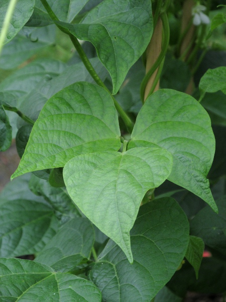 French bean / Phaseolus vulgaris: The leaves of _Phaseolus vulgaris_ have 3 pointed leaflets.