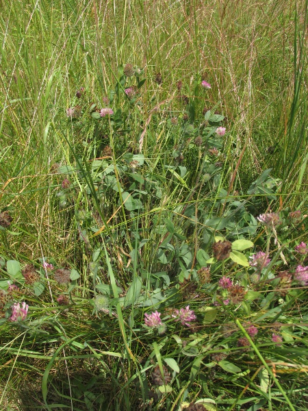 red clover / Trifolium pratense: _Trifolium pratense_ is an almost ubiquitous clover of grasslands and waste ground.