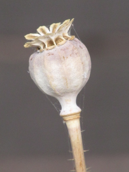 opium poppy / Papaver somniferum: The seed capsule of _Papaver somniferum_ is very broad, usually with 5–22 openings at the apex.