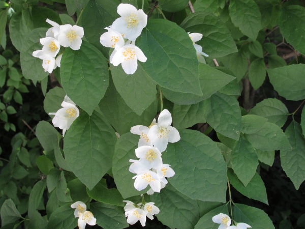 mock orange / Philadelphus coronarius: _Philadelphus coronarius_ may be native to parts of the south-eastern Alps and around the Aegean Sea, but is an alien plant in most of Europe.