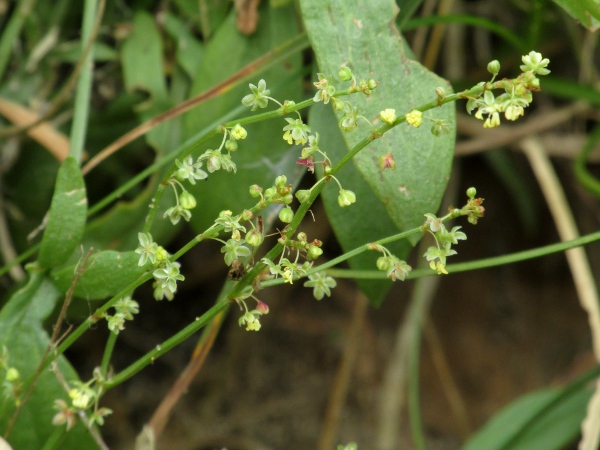 sheep’s sorrel / Rumex acetosella: Flowers